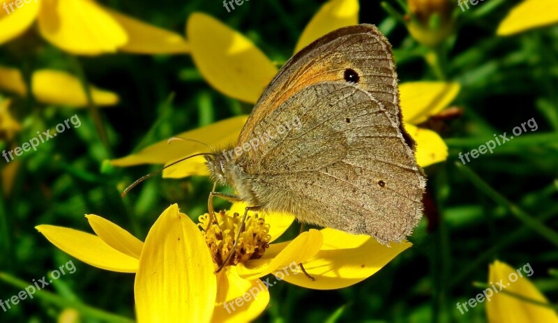 Nature Butterfly Day Flower Insect Summer