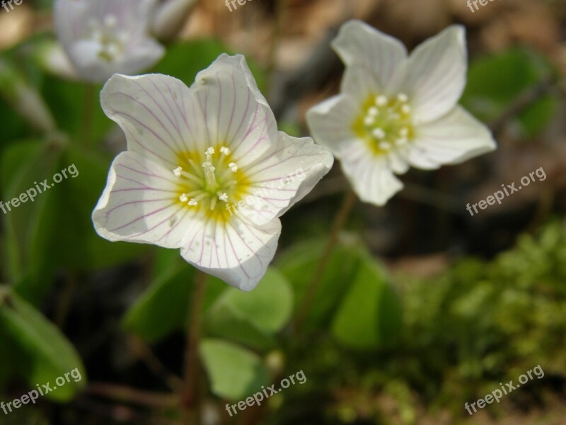 Sorrel Oxalis Acetosella Nature Plant Flower