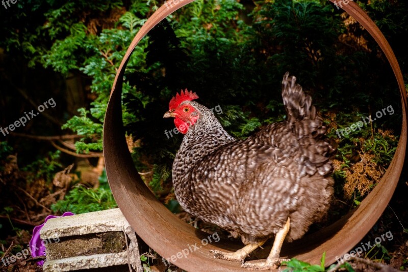 Lower Short Hen Gallinacées Low Court Garden