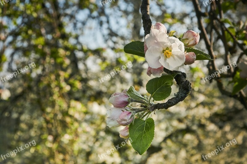 Tree Flower Plant Nature Season