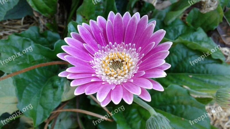 Plant Flower Nature Leaf Petal