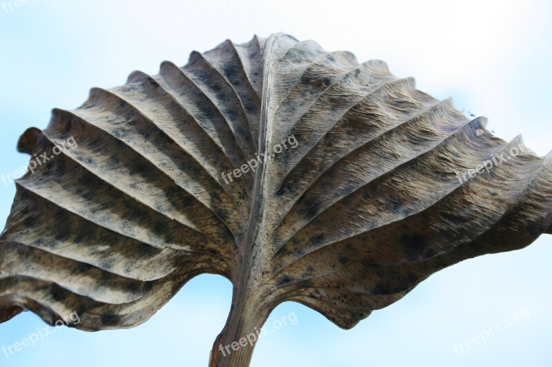 Nature Leaf Hosta Texture Free Photos