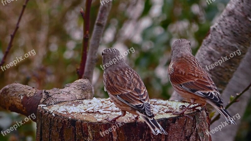 Reed Spevavý Little Bird Tribe Birds