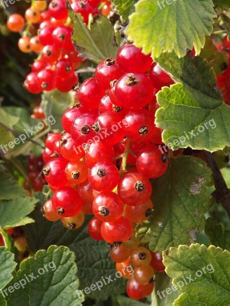 Currant Berry Fruit Nature Leaf