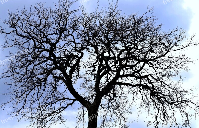 Tree Branch Nature Winter Stark