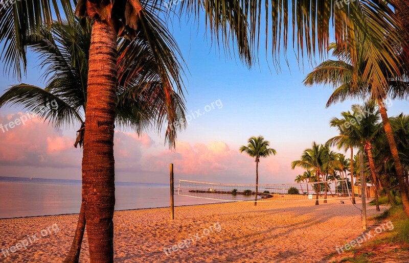 Arecaceae Beach The Coast Sand Tree