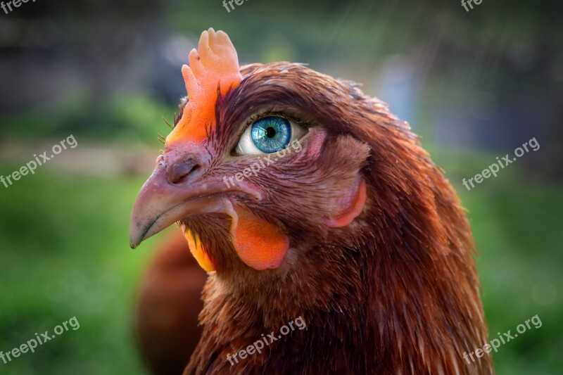 The Hen Look Eye Sight Animal