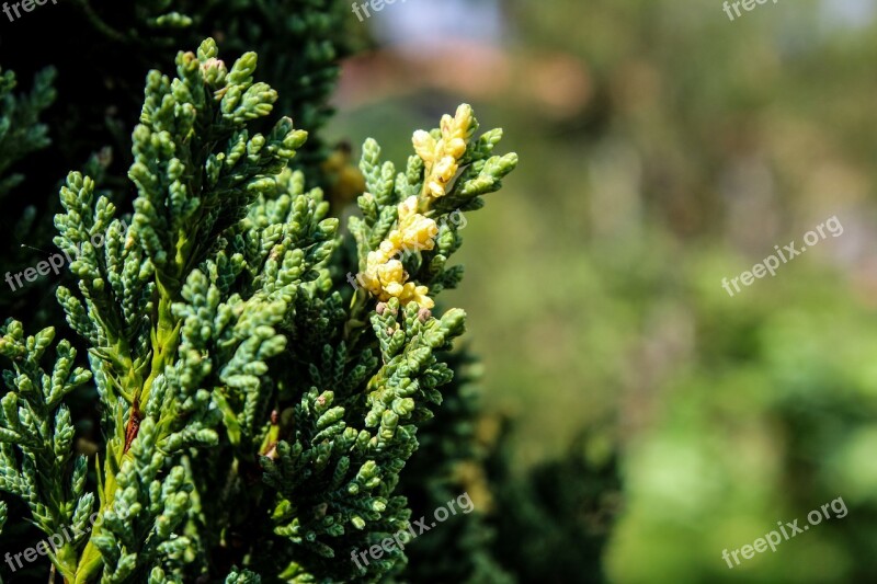 Nature Leaf Tree Plant Outdoors