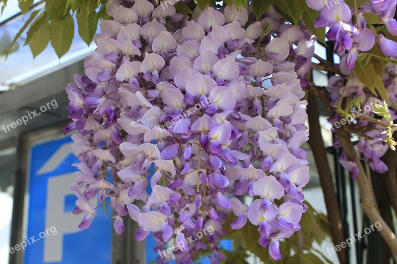 Flower Flora Garden Nature Blooming