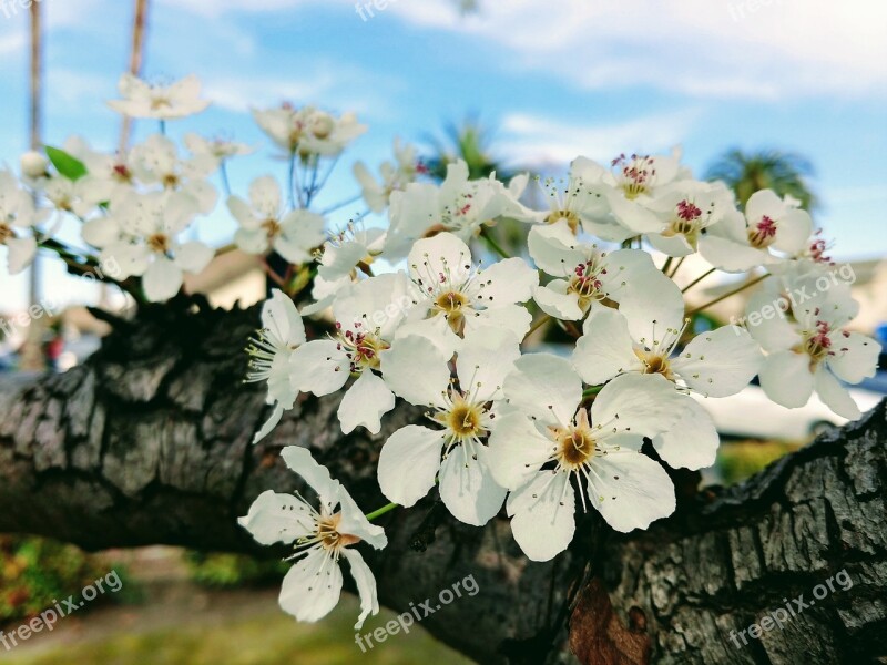 Cherry Flowers Flowers White Cotton Free Photos