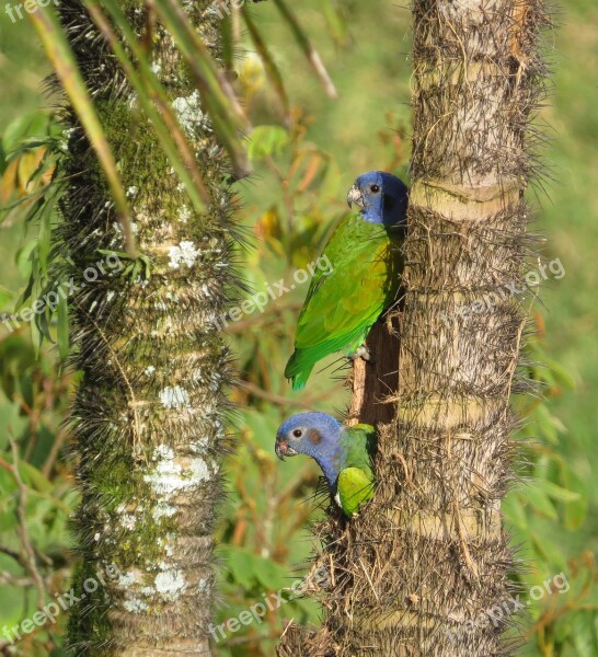 Birds Nature Animalia Wild Life Tropical