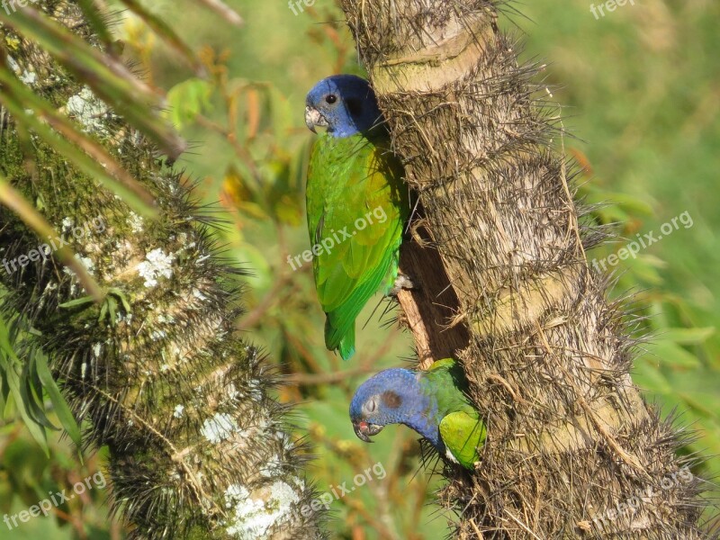 Nature Birds Animalia Wild Life Tree