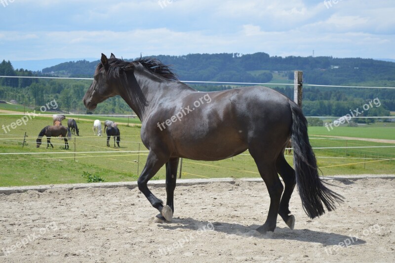 Mammal Animal Horse Hayfield Farm