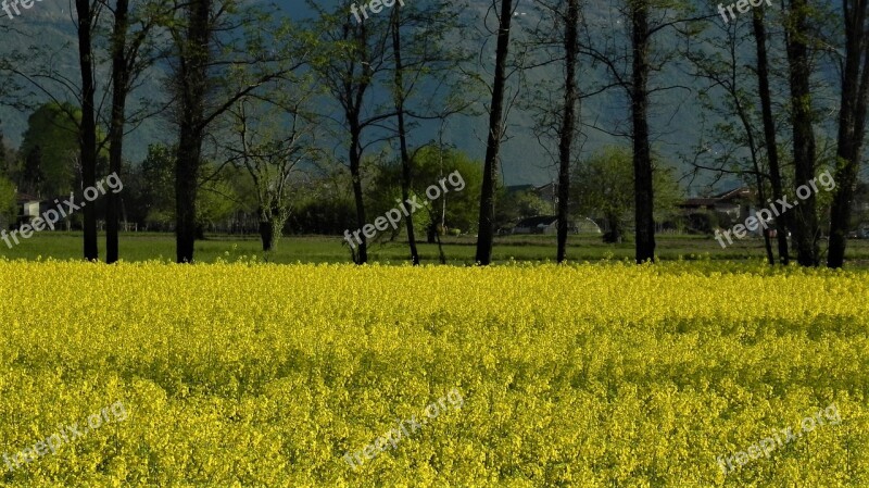 Landscape Nature Trees Field Faye