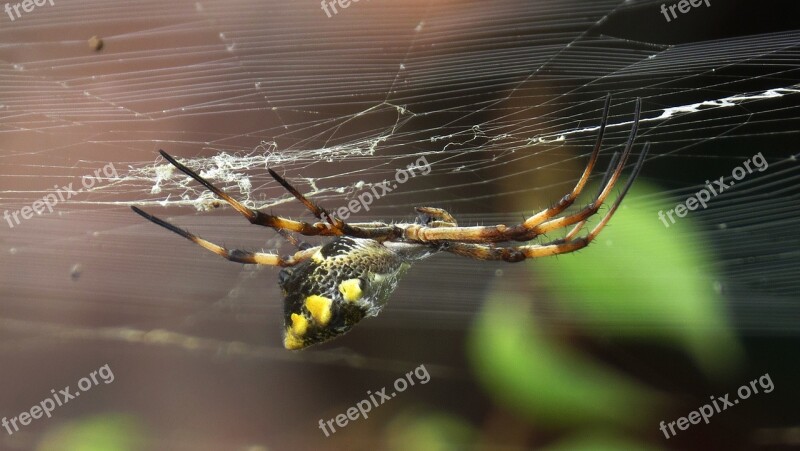 Nature Outdoors Insect Body Of Water Invertebrate