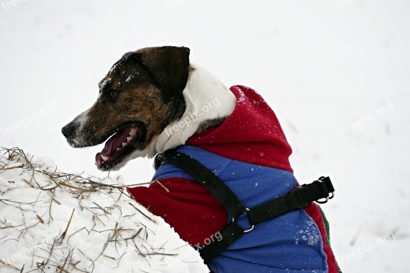 Dog Winter Snow Dressed Strap