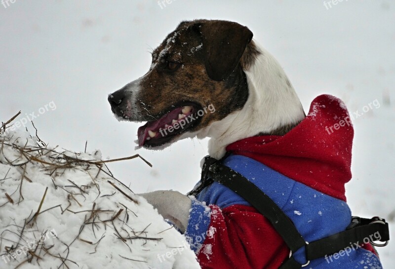 Dog Winter Snow Dressed Strap