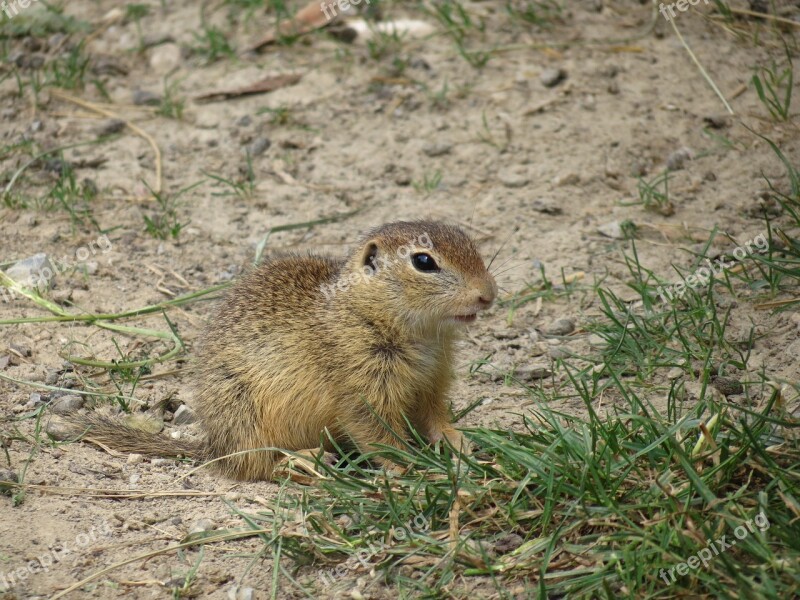 Rodent Lower Austria European Ground Squirrel Meadow Cute