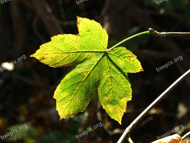 Leaf Nature Plant Wood Tree