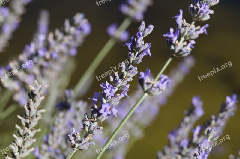 Lavender Aromatherapy Flower Nature Free Photos