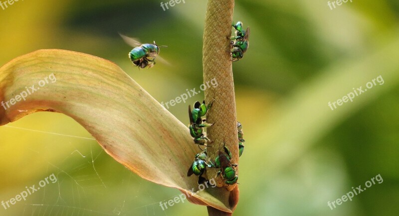 Insect Nature Wild Life Animalia Outdoors