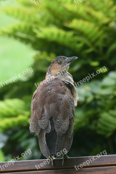 Bird Nature Wildlife Animal Feather