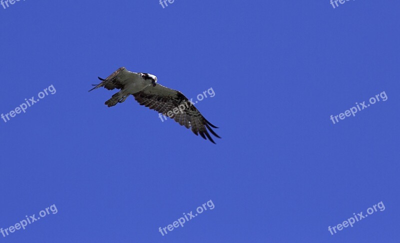 Birds Flight Sky Wild Life Nature