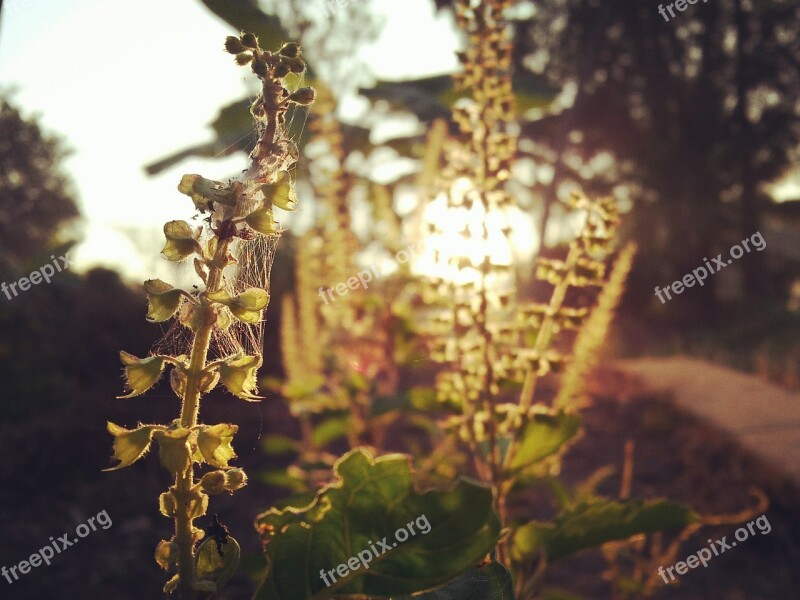 Tree Nature Leaf Flora Outdoors