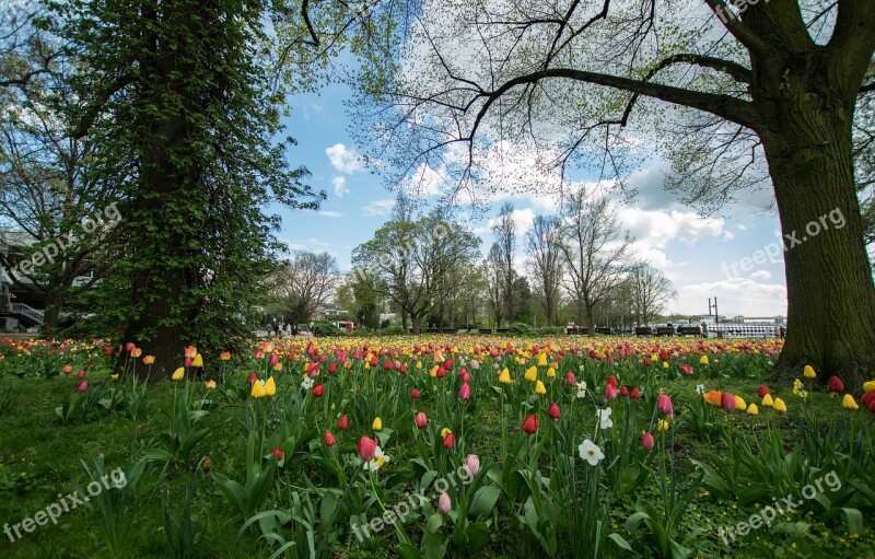 Flower Tree Nature Tulip Tulip Field