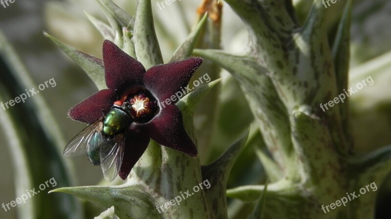 Nature Flower Macro Insects Fat Plants