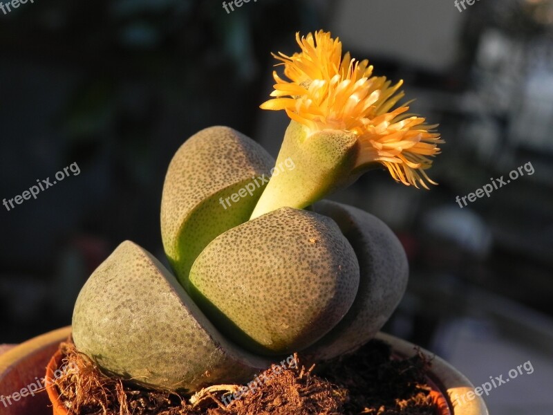 Nature Flower Succulent Plant Flowers Colorful Flowers