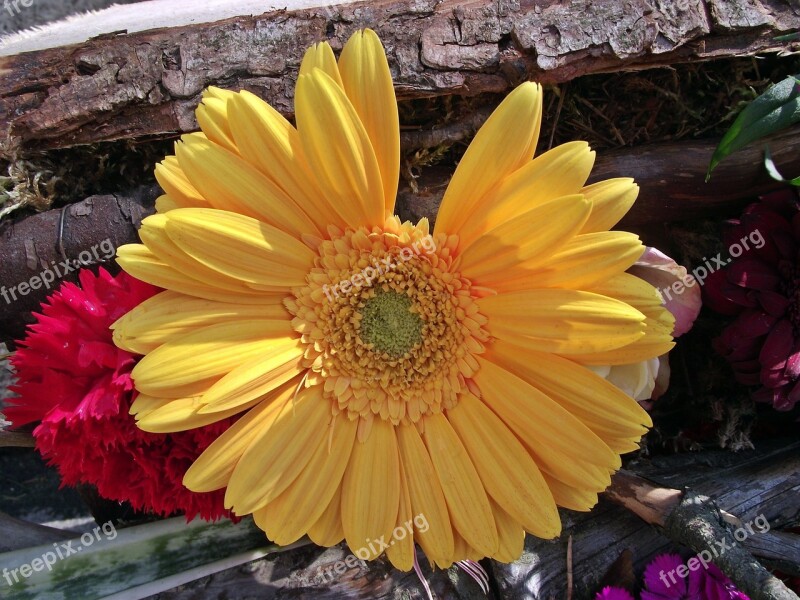 Nature Flower Gerbera Plant Composition