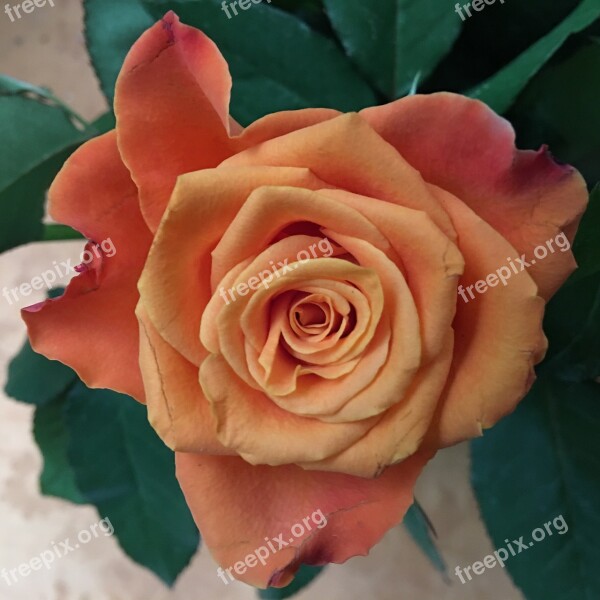 Rose Flower Affection Romance Love