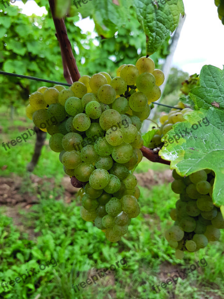 Wine Fruit Nature Leaf Grape