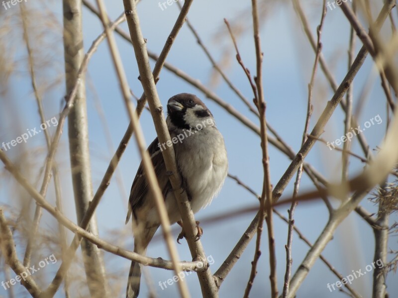 Bird Nature Living Nature Outdoors Winter