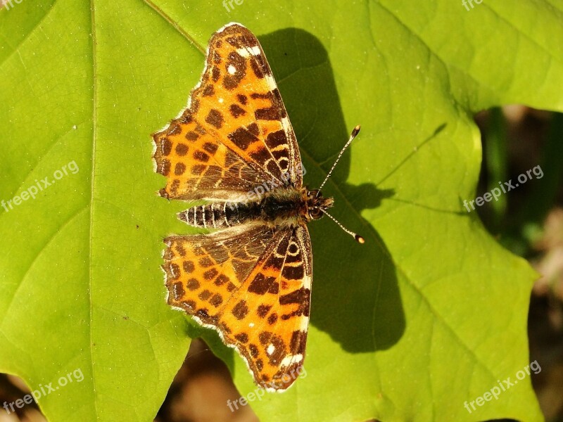 Nature Leaf Insect Butterfly Day At The Court Of