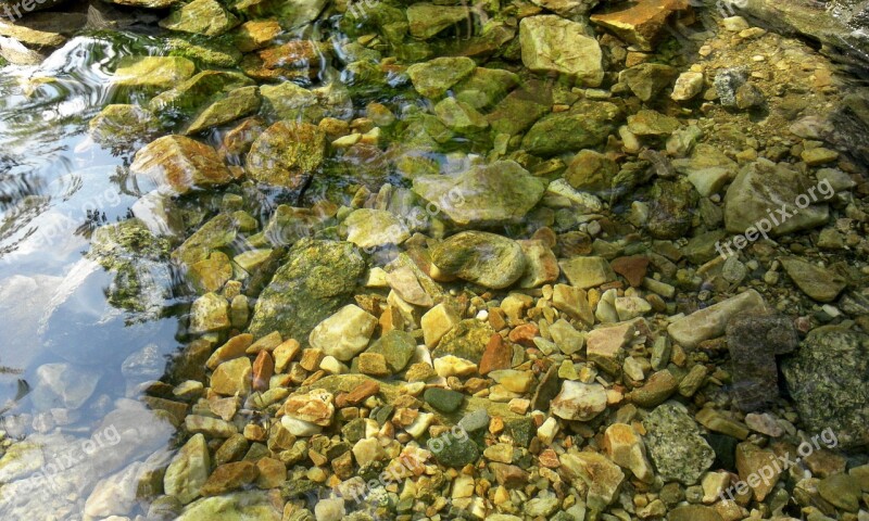 Nature Plants Leaf Silage Stone