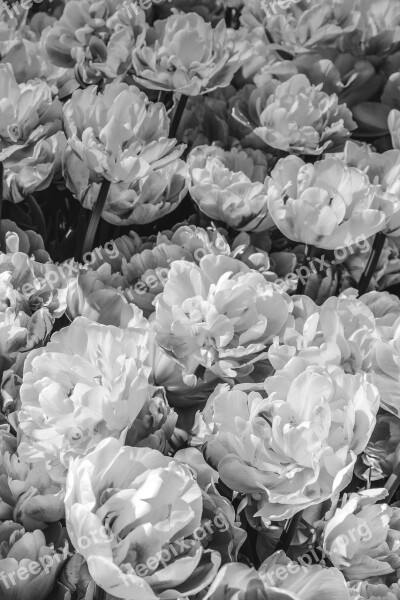 Flowers Black And White Peonies Flower Background