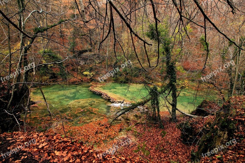 Nature Tree Wood Autumn Landscape