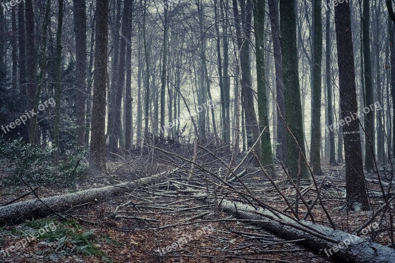 Forest Nature Landscape Fog Trees