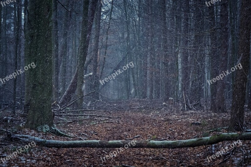 Forest Nature Landscape Fog Trees