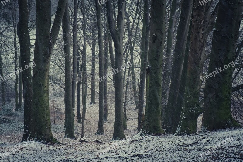 Forest Nature Landscape Fog Trees