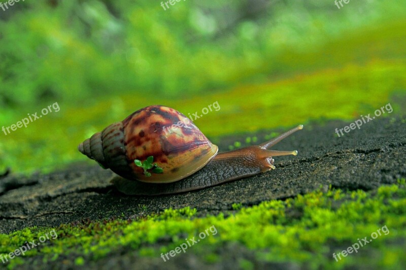 Nature Snail Slow Garden Gastropod