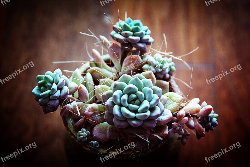 A Fleshy Plant Fleshy In This Flowers Mini Potted Ornamental Plants