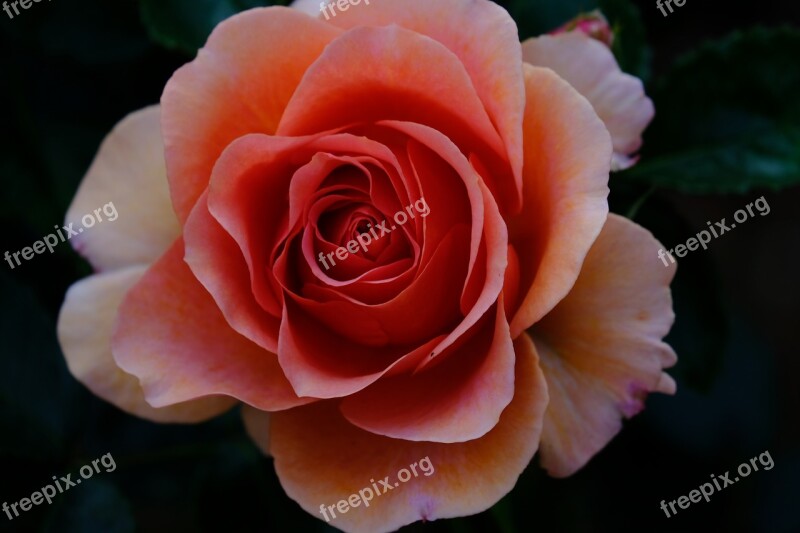 Rose Flowers Petal Flowering Plant