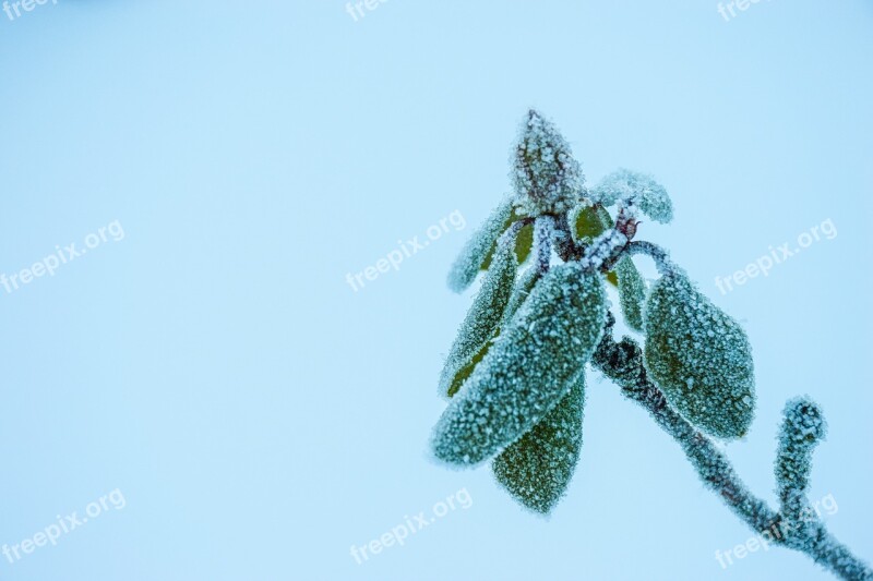 Nature Plant Winter Frost Hoarfrost