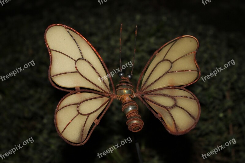 Butterfly Insect Nature Wing Rusty