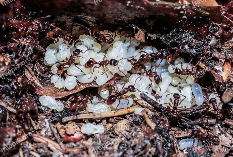 Nature Insect Arthropods Ant Larvae