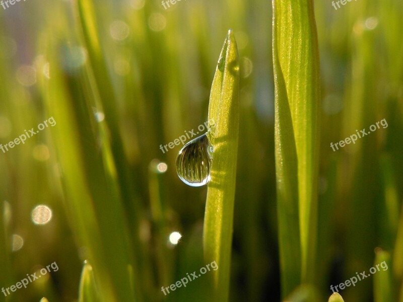 Blade Of Grass Water-drop Macro Green Free Photos