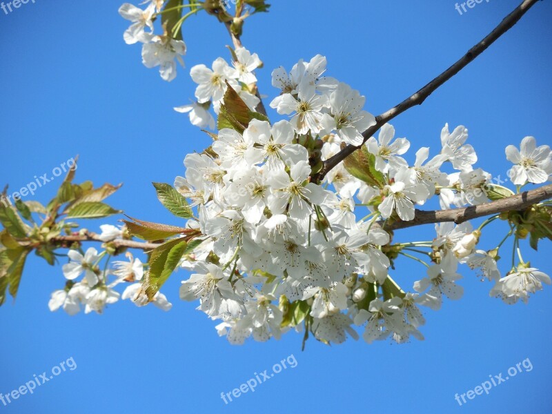 Blossoming Cherry White Flowers Branch Tree Spring